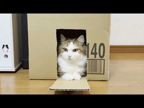 パカって蓋を開ける猫(YouTube)