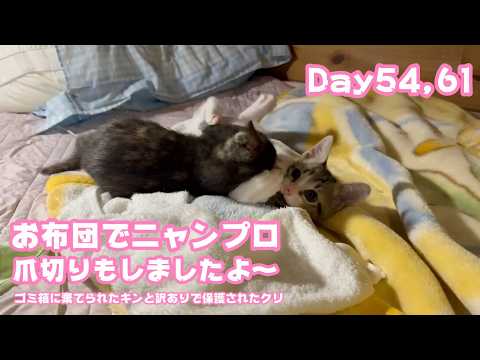お布団でニャンプロして爪切りもしたニャン  ゴミ箱に棄てられたキンと訳ありで保護されたクリ　Day54,61  2026 06 10 2(YouTube)
