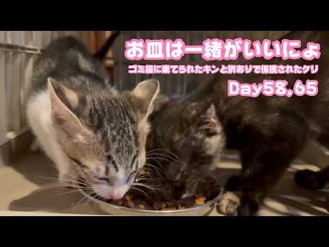 やっぱりお皿は一緒がいいにょ  ゴミ箱に棄てられたキンと訳ありで保護されたクリ  Day58,65  2026 06 14 1(YouTube)