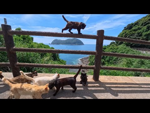 山道を歩いていると道路脇から猫が集まってきた。みんなで景色の良い展望ポイントに向かった(YouTube)