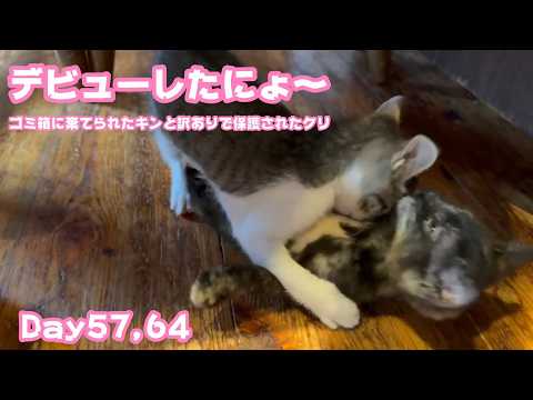 デビューしたにょ～  ゴミ箱に棄てられたキンと訳ありで保護されたクリ  Day57,64   2026 06 13 2(YouTube)