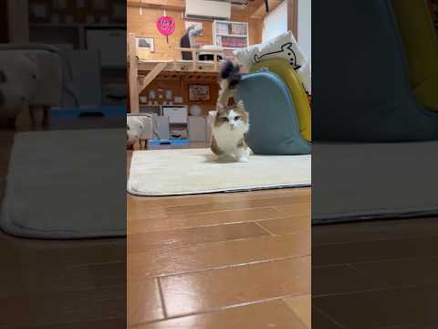 ちょっとフライングしちゃった(YouTube)