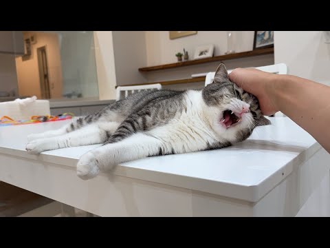 病院に連れて行かれたのが不満で帰宅してから愚痴が止まらないもちw(YouTube)