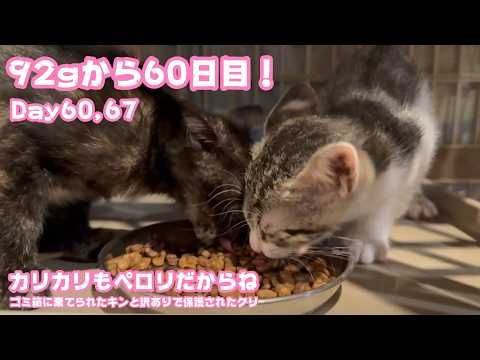 ゴミ箱に92gで棄てられて60日目  カリカリもぺろりたべちゃうにょ  ゴミ箱に棄てられたキンと訳ありで保護されたクリ  Day60,67  2026 06 16 1(YouTube)