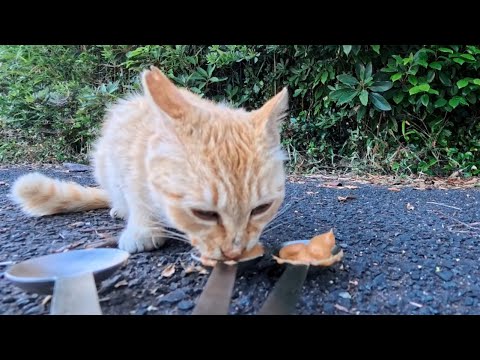 絶景の展望所で一人ぼっちで暮らす猫ちゃんにお腹いっぱいになるまでちゅーるを食べさせてきた(YouTube)