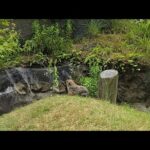 モットモットマーモット(YouTube)