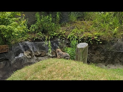 モットモットマーモット(YouTube)