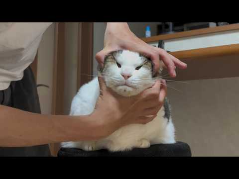 揉みクチャにされてもちょっと嬉しそうな太めの猫(YouTube)