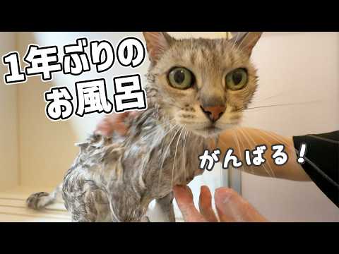 春の2番目のシャンプーはマロちゃん！(YouTube)