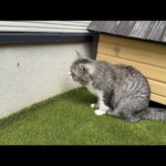 庭に侵入者を見つけたときのもちの反応が…(YouTube)
