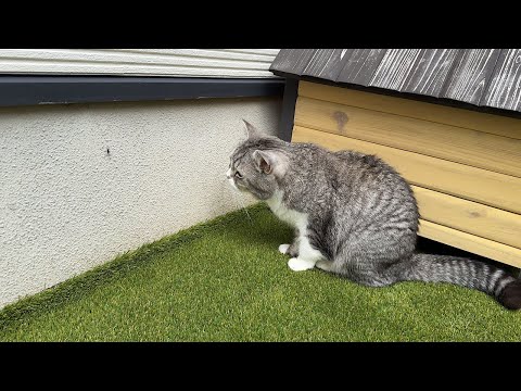 庭に侵入者を見つけたときのもちの反応が…(YouTube)