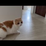 猫が急に何かに怯えはじめたので部屋を確認しに行ったらまさかの…(YouTube)
