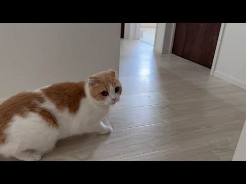 猫が急に何かに怯えはじめたので部屋を確認しに行ったらまさかの…(YouTube)