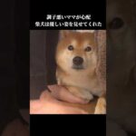 柴犬はママが心配でずっと寄り添い… #癒し #shibainu #犬のいる暮らし(YouTube)