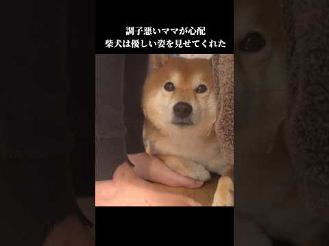 柴犬はママが心配でずっと寄り添い… #癒し #shibainu #犬のいる暮らし(YouTube)