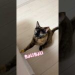 ジャンプに失敗するサビ猫モモちゃんw #shorts(YouTube)