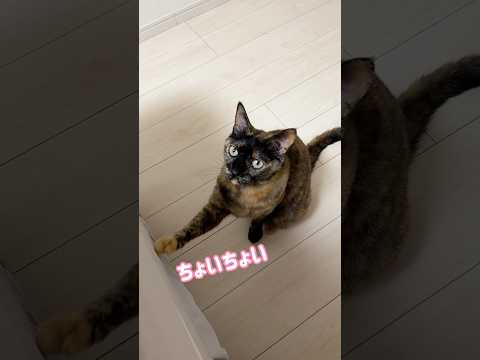 ジャンプに失敗するサビ猫モモちゃんw #shorts(YouTube)