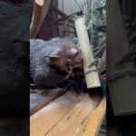 動画で学ぶ！アイアイの特徴的な行動02：竹筒に入れた虫を取り出して食べる仕組み(YouTube)