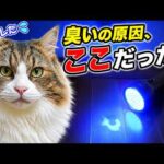 異臭の原因を即特定！猫のおしっこ痕を簡単に見つける方法【ブラックライト尿スキャン】(YouTube)