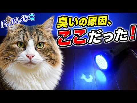 異臭の原因を即特定！猫のおしっこ痕を簡単に見つける方法【ブラックライト尿スキャン】(YouTube)