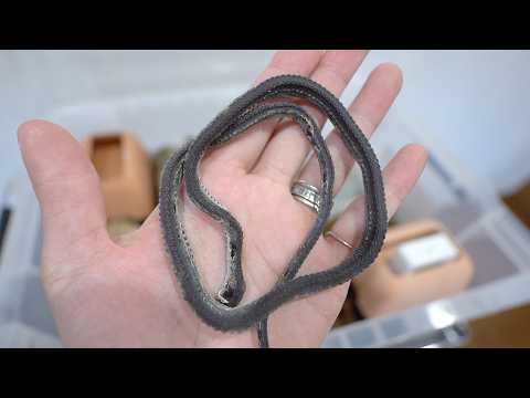 1ヶ月しか生きられない幻のヘビの飼育を初めて1ヶ月半後…(YouTube)