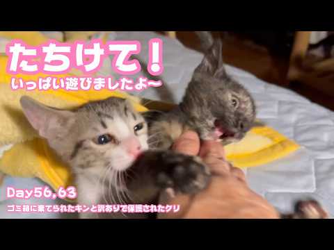 たちけて～！ いっぱい遊んだニャン  ゴミ箱に棄てられたキンと訳ありで保護されたクリ Day56,63   2026 06 12 2(YouTube)