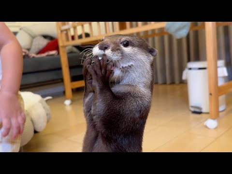 にゃむにゃむカワウソ再来！喋るカワウソ！ The Talking Otter Is Back!(YouTube)