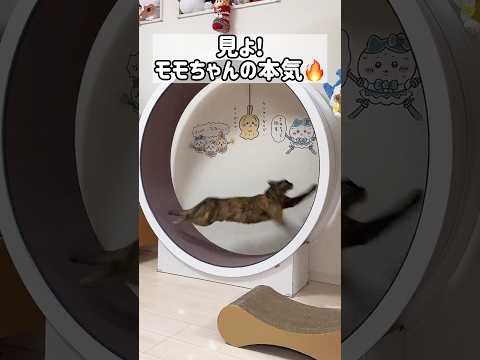 本気で走るモモちゃんを見よ！ #shorts(YouTube)