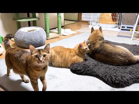 寝る前の犬猫大家族　愛おしさが渋滞していました。(YouTube)