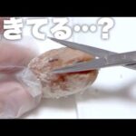 いつまで経っても産まれてこない卵を切って救出を試みるも…(YouTube)