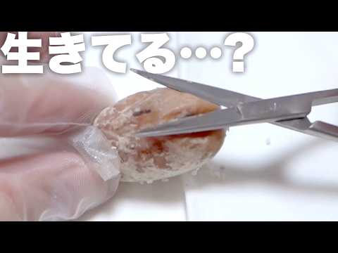 いつまで経っても産まれてこない卵を切って救出を試みるも…(YouTube)