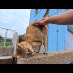 海沿いを歩いていたら発見！腰トントンにめちゃ弱い猫ちゃんが可愛すぎた(YouTube)