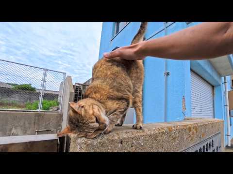 海沿いを歩いていたら発見！腰トントンにめちゃ弱い猫ちゃんが可愛すぎた(YouTube)