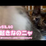 寝起きなのニャ  ゴミ箱に棄てられたキンと訳ありで保護されたクリ  Day53,60  2026 06 09 2(YouTube)
