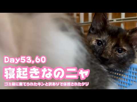 寝起きなのニャ  ゴミ箱に棄てられたキンと訳ありで保護されたクリ  Day53,60  2026 06 09 2(YouTube)