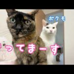夕方のご飯の時間はハプニングが多めｗ(YouTube)