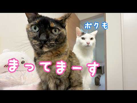 夕方のご飯の時間はハプニングが多めｗ(YouTube)