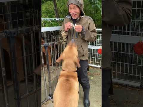 この犬トイプードルにならんか？(YouTube)