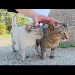 他の猫をモフると、嫉妬深いシャム猫ちゃんが突撃して甘えてくる(YouTube)