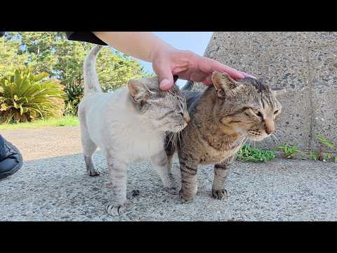 他の猫をモフると、嫉妬深いシャム猫ちゃんが突撃して甘えてくる(YouTube)
