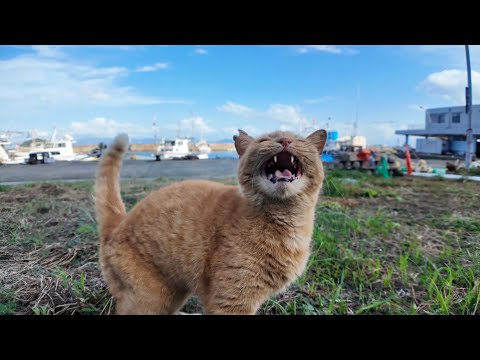 漁港を歩いていたら猫が何か話し掛けてきた(YouTube)