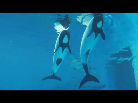 イロワケイルカ (鳥羽水族館) 2022年7月17日(YouTube)