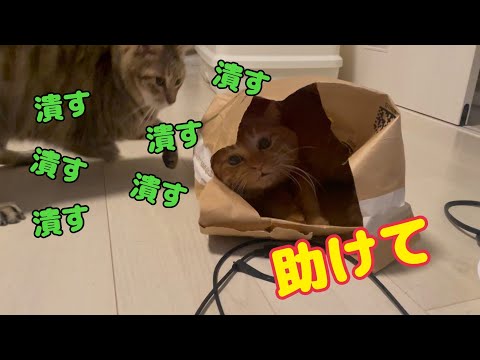 猫たちの日常(YouTube)