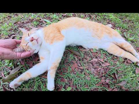 アゴの下をモフられると目を細めて脱力する茶シロ猫ちゃん(YouTube)