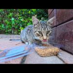 公園の猫ちゃん、おやつ発見！夢中でカリカリを食べる姿がかわいすぎた(YouTube)