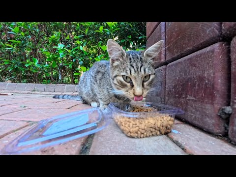公園の猫ちゃん、おやつ発見！夢中でカリカリを食べる姿がかわいすぎた(YouTube)