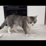 腹ペコで弟のごはんまで盗み食いしてるのを見つかったもちw(YouTube)