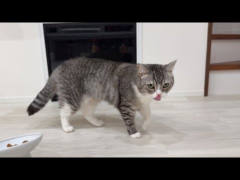 腹ペコで弟のごはんまで盗み食いしてるのを見つかったもちw(YouTube)