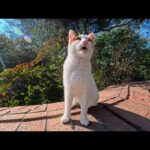 ワンワン鳴く猫ちゃん、時々ちゃんと猫の顔になるのが可愛すぎた(YouTube)