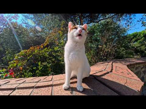 ワンワン鳴く猫ちゃん、時々ちゃんと猫の顔になるのが可愛すぎた(YouTube)